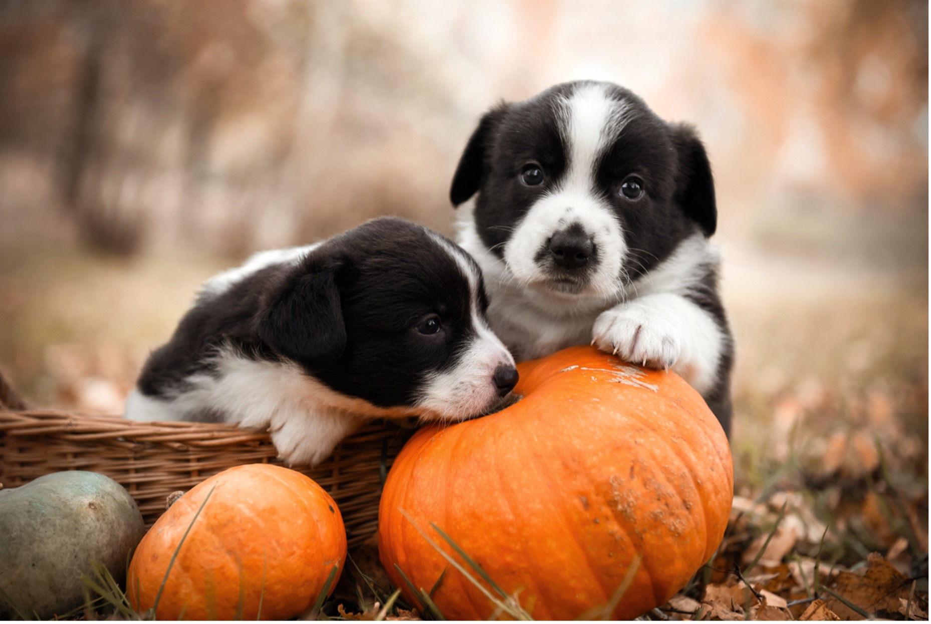 Two puppies in a basket with pumpkins