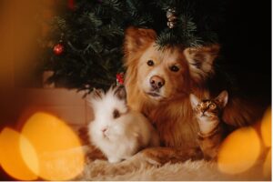 A dog, kitten, hamster lying next to a christmas tree