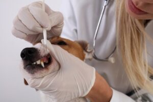 A dog's teeth being examined by a vet