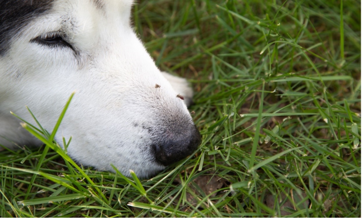 A dog lying in the grass, two mosquitos on its snout