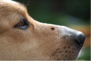 Dog snout with tick, Lyme Disease in Dogs