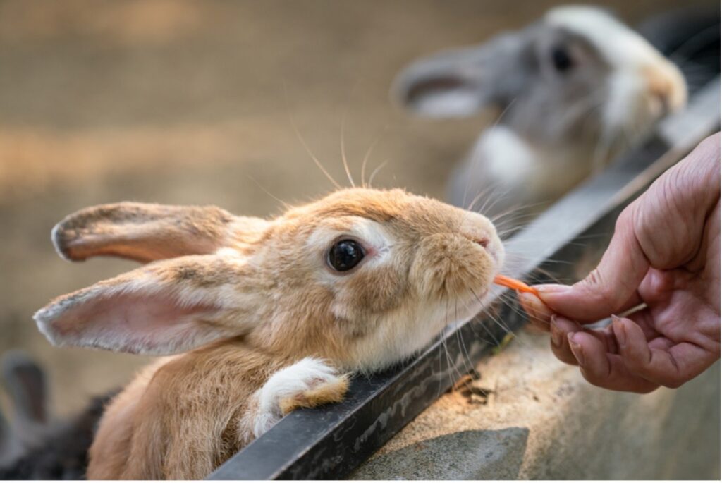 A hand feeding a rabbit
