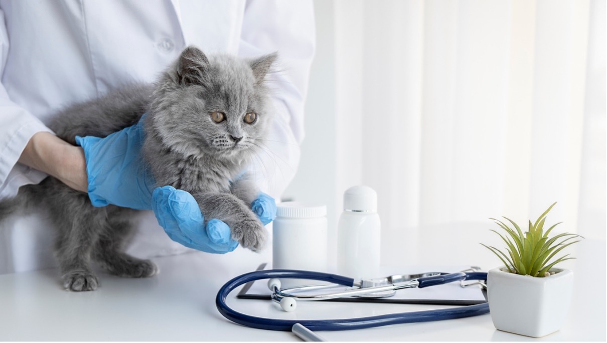 A person holding a cat, Understanding Pet Care Medical Costs
