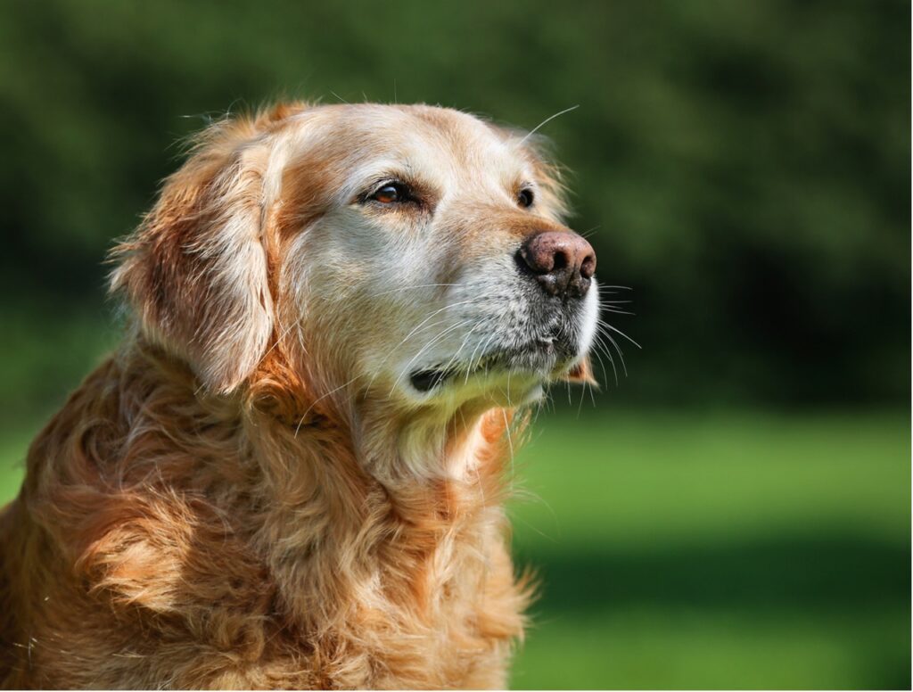 A dog looking up to the side, Senior Dog