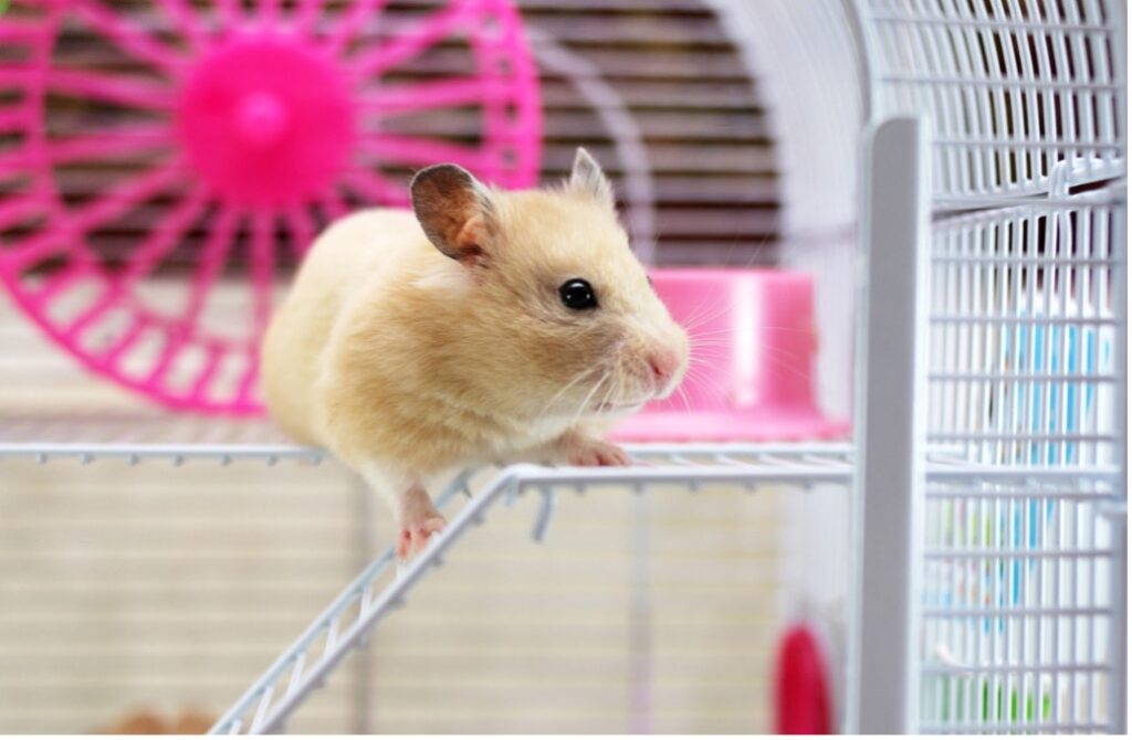 A small rodent on a white cage, Gift ideas for exotic small animals