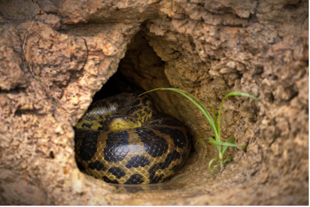 A snake in a hole in a rock, Gift ideas for reptiles and amphibians