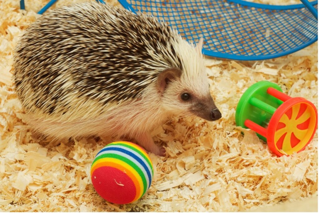A hedgehog with a ball and a toy, Other Gift ideas for exotic animals