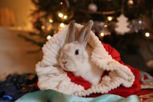 A rabbit in a blanket, Unleash the Joy: Discover Christmas Gifts for Pets of Every Kind!