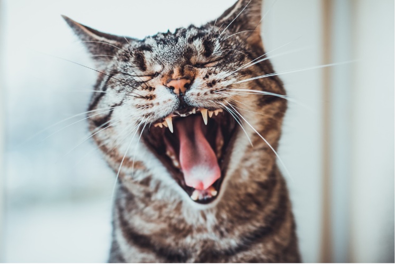 A cat with its mouth open, yawning, Pet Dental Health