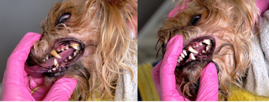 Before and after pictures of a person examining a dog's teeth, Pet Dental Health