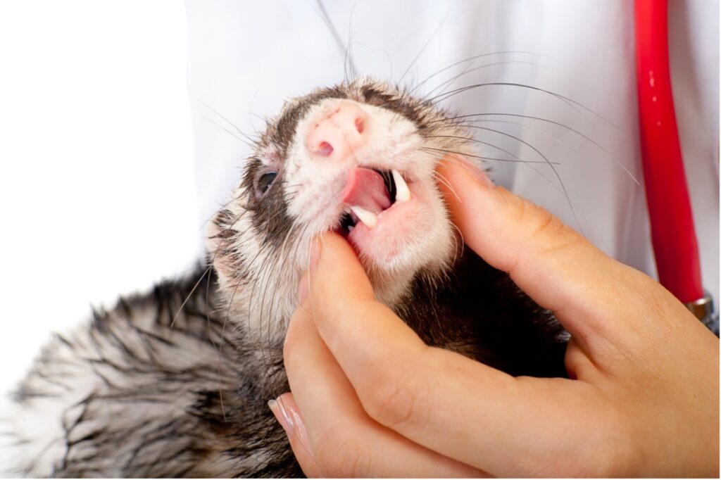 A person's examining a ferret's teeth, Pet Dental Health