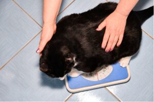 A person's hands on a cat on a scale, Pet Obesity and Its Impact on Longevity: Why a Healthy Weight Matters