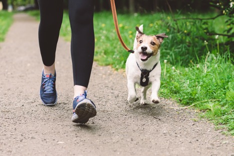 A dog on a leash running on a trail, The role of exercise in maintaining a healthy weight