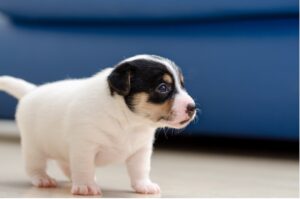 A small white and black puppy, The Silent Threat: The Subtle Signs of Parvo in Puppies