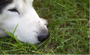 A close up of a dog's face, Heartworm Disease: Understanding the Risks of the Disease in Texas