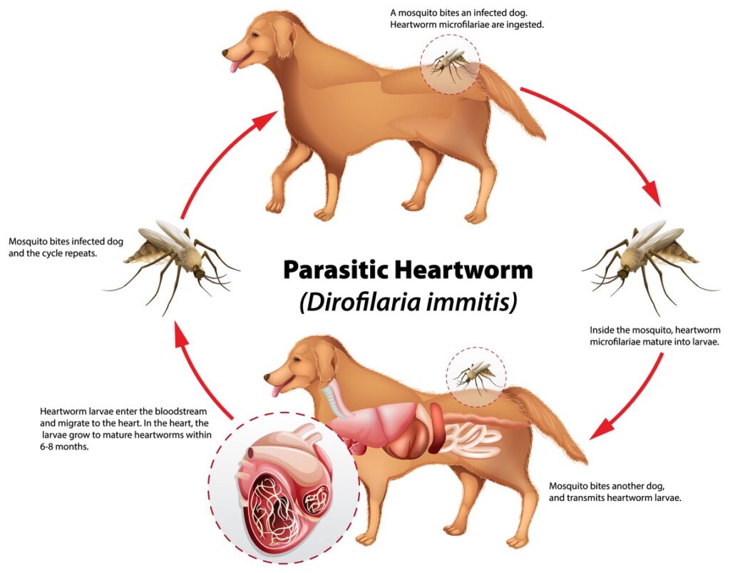A diagram of lifecycle of heartworms a dog