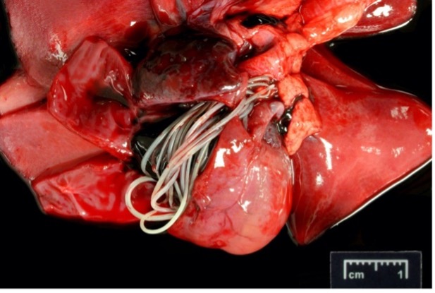 picture is of the heart of a ferret that died suddenly of heartworm disease