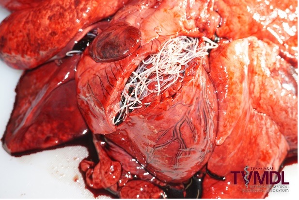Picture of the heart of a dog with heartworm