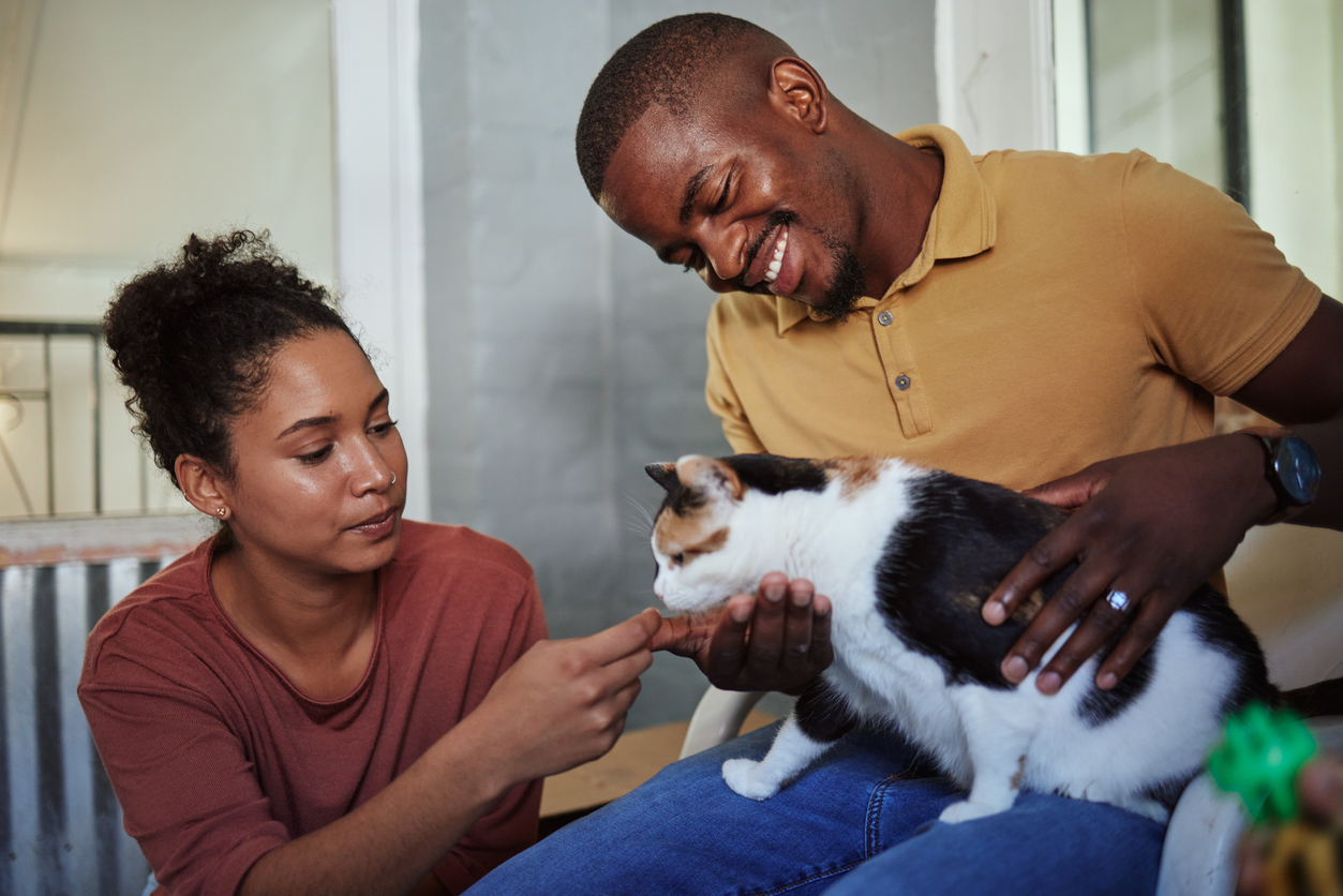 two people petting a cat, June is the Purrfect Time to Adopt a Cat