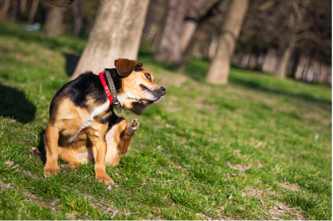 A dog sitting on grass scratching its ear, Flea and Tick Prevention – a Comprehensive Guide from Braescroft Animal Clinic
