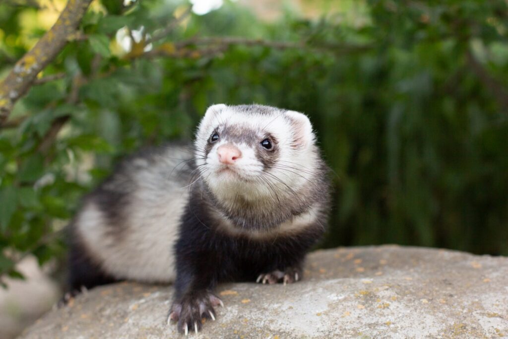 A ferret on a rock, Exotic Pet Vaccinations