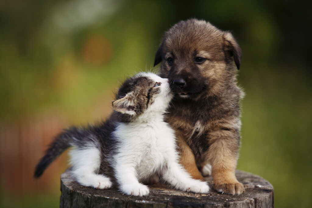 cute puppy and kitten on the grass outdoor;Vaccinations for Young Animals