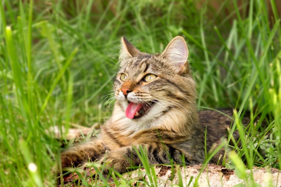 A cat lying in the grass panting, The Impact of Humidity on Pet Hydration