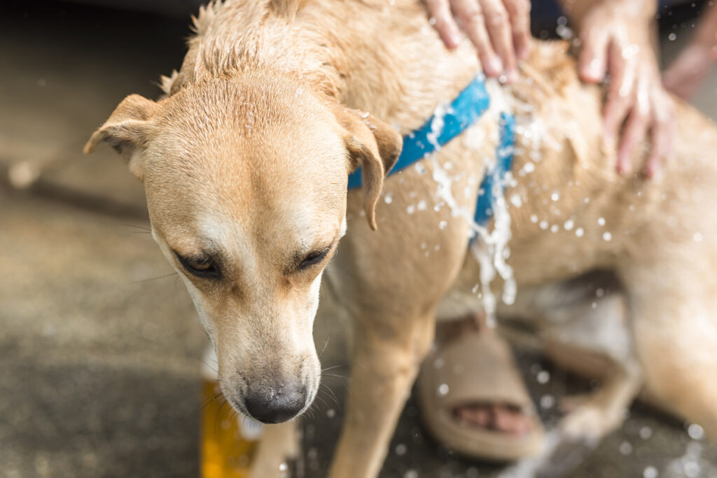 A dog being washed by a person, Take Immediate Action if You Suspect Your Pet is Overheating