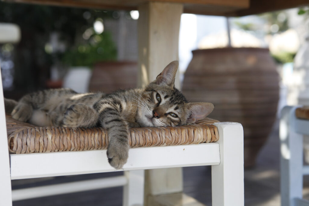 a cat lying in a cool outdoor space for pets