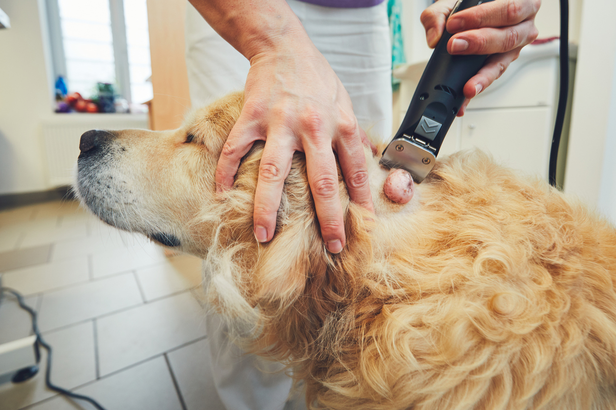 A person shaving a dog around a lump, Soft Tissue Surgery for Pet Lumps: A Pet Parent's Guide