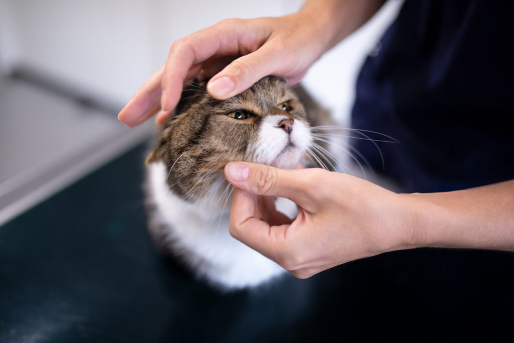 A person's hands touching a cat's face 