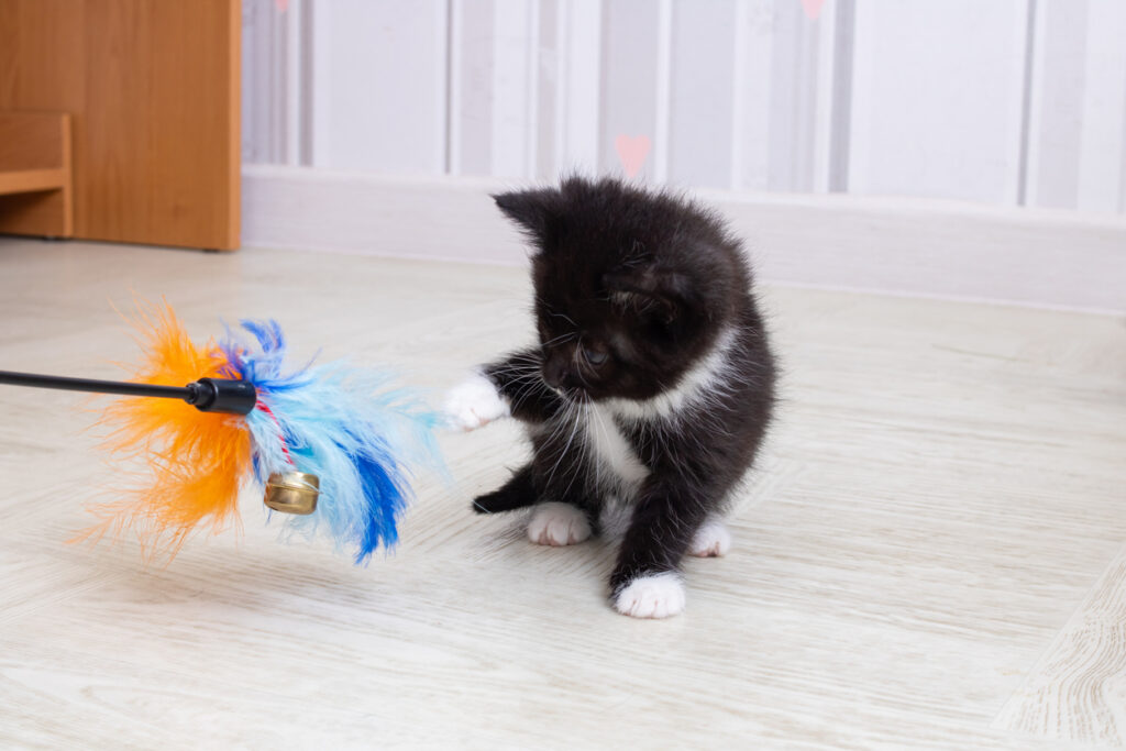 A kitten playing with a toy, Engaging Your Pet’s Mind: Mental Enrichment is Just as Important