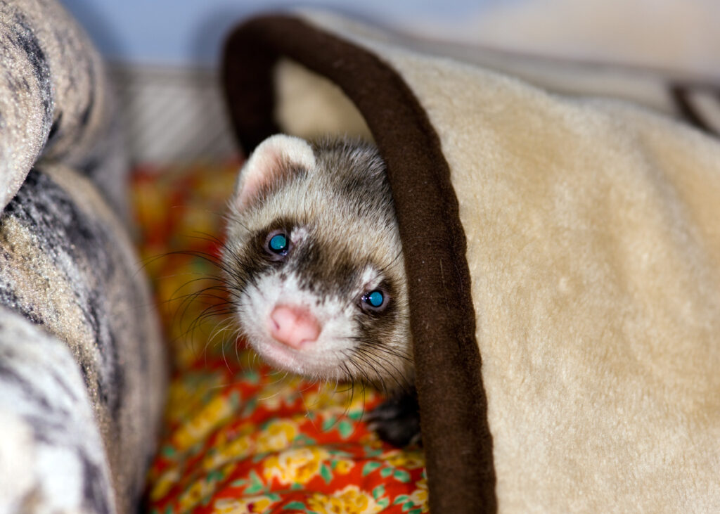 A ferret in a blanket, Recognizing Your Pet’s Emotions: Understanding Their Signals