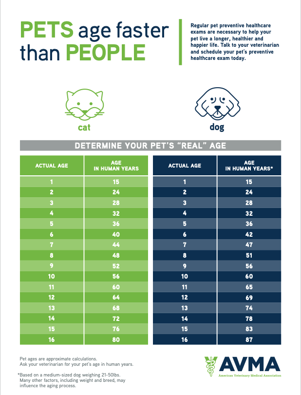 a chart showing the relative age of cats and dogs against human years