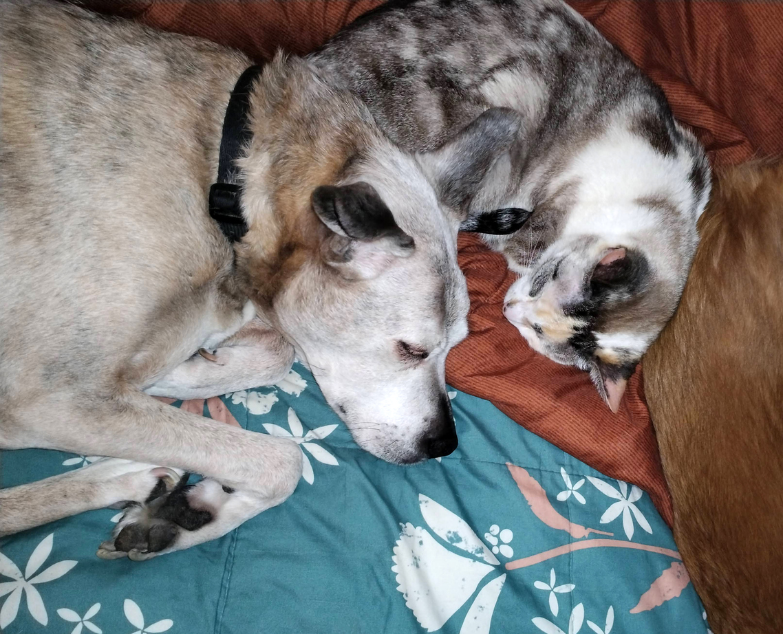 Senior boxer mix breed dog once brindle now mostly gray napping with calico cat on bed blankets, Senior Pet Wellness Tips: Enhancing Quality of Life for Aging Pets