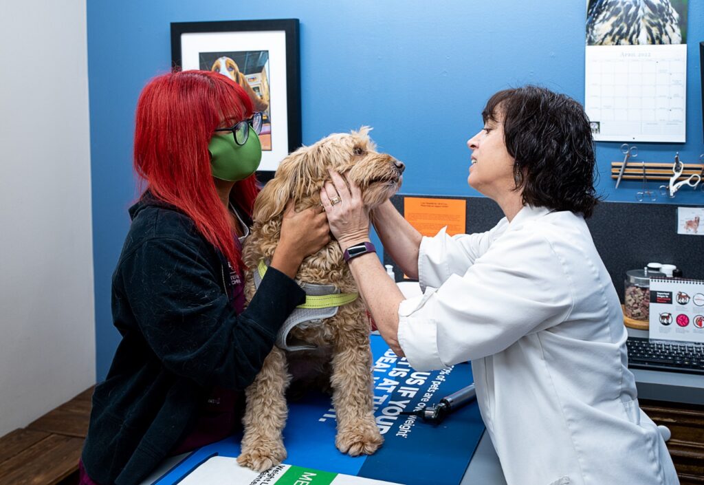 A person with red hair and a green face mask holding a dog being examined by a vet