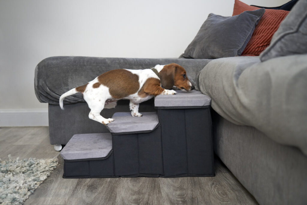 an elderly dog using steps to climb up to sofa in a house