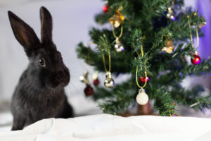 Portrait of little black rabbit near Christmas tree. Closeup. Year of the rabbit, Holiday Pet Safety Tips: Ensure a Joyful and Safe Season for Your Pets