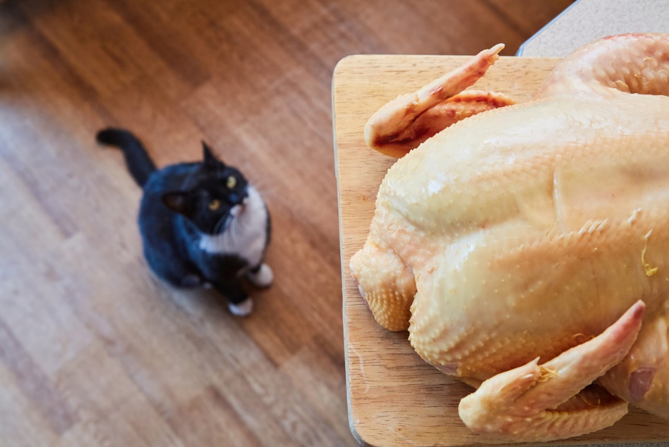 A cat looking at a chicken on a cutting board