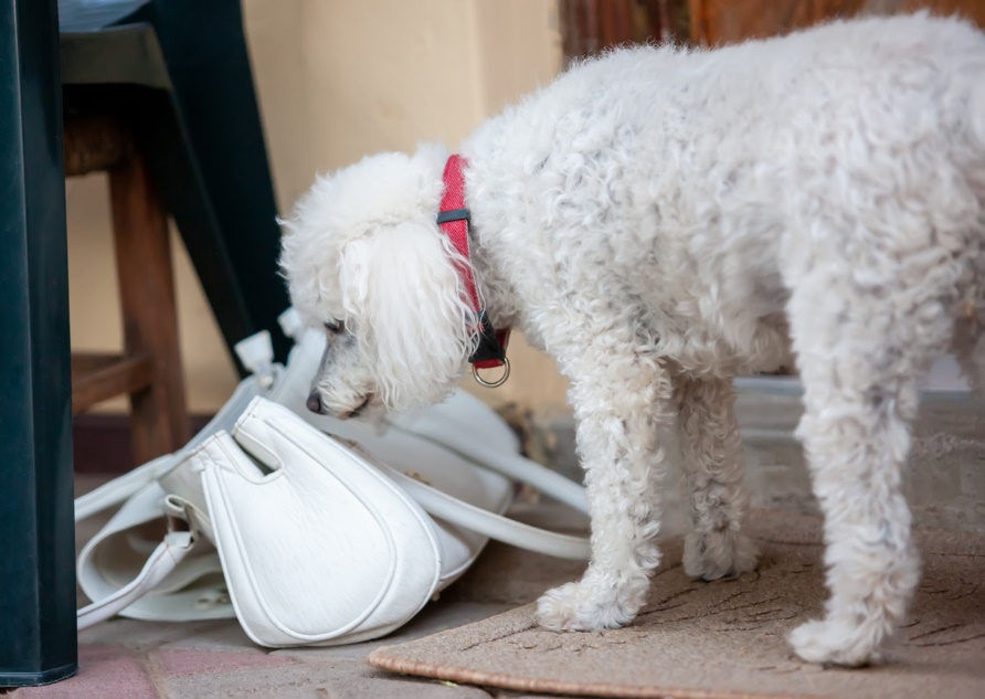 A white dog sniffing at a purse under a chair
