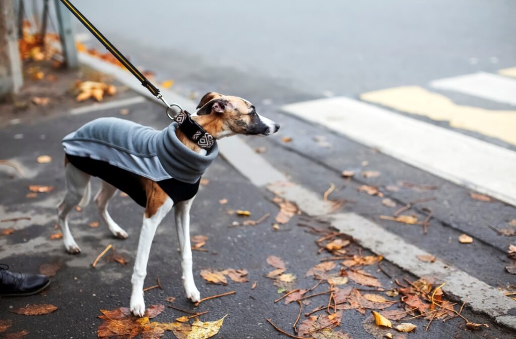 A dog wearing a sweater on a leash
