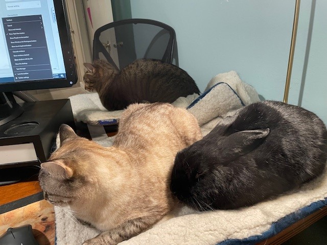 Paddy, Coco, and Bean hanging out with mom while she works, adopt a rescued rabbit