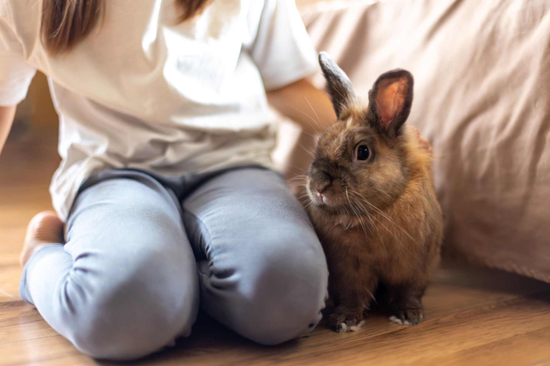 A rabbit sitting on a person's lap, February is Adopt a Rescued Rabbit Month: Give a Bunny a Second Chance