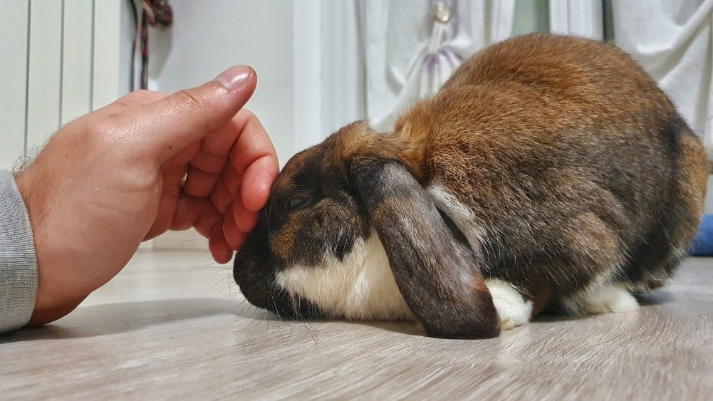 A hand petting a rabbit, adopt a rescued rabbit