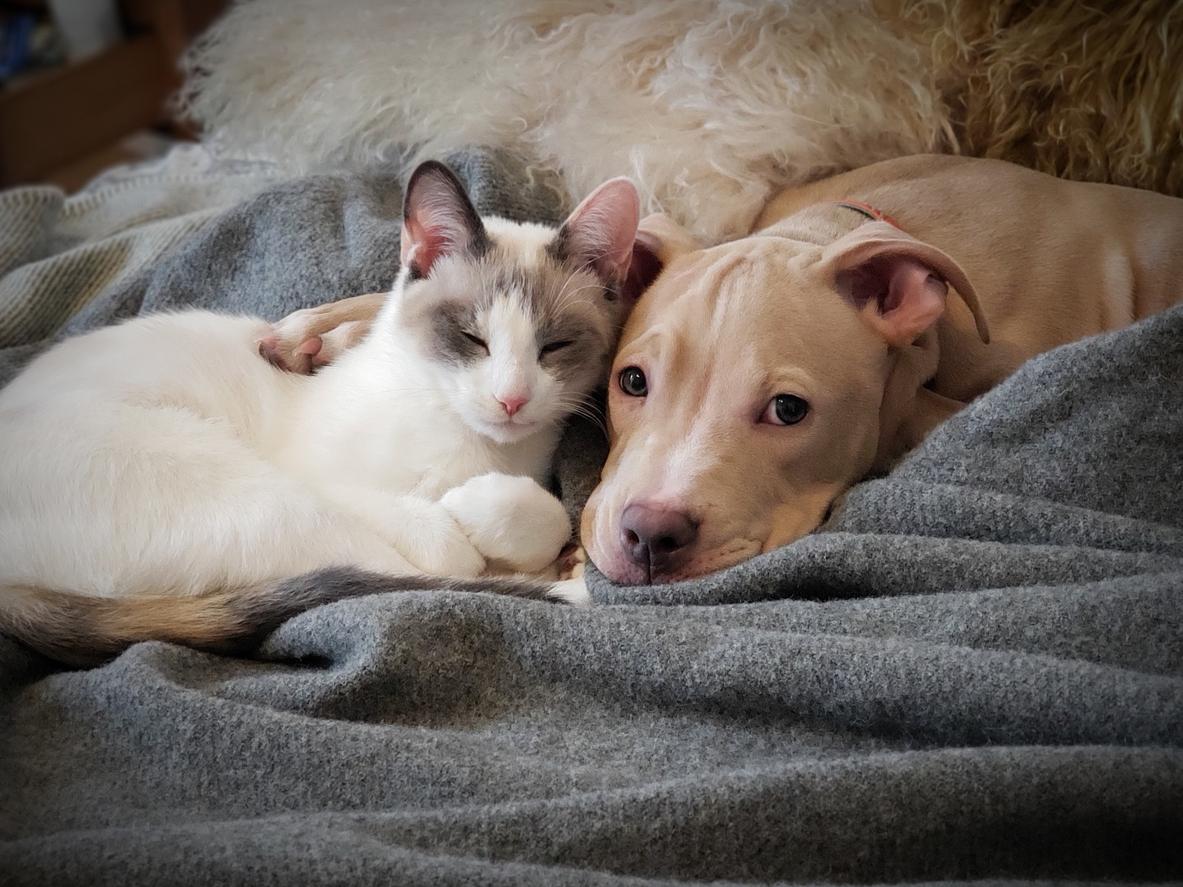 A dog and cat lying on a blanket, Start 2025 with Pet Wellness Tips from Braescroft Animal Clinic