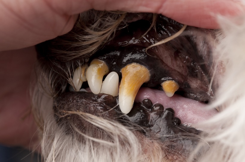 A dog's with yellow teeth having his teeth examined