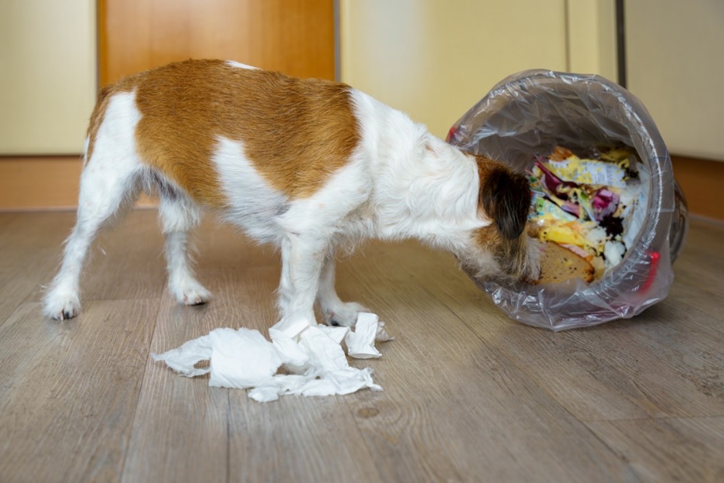 A dog sniffing a bag of food, pet poison emergency