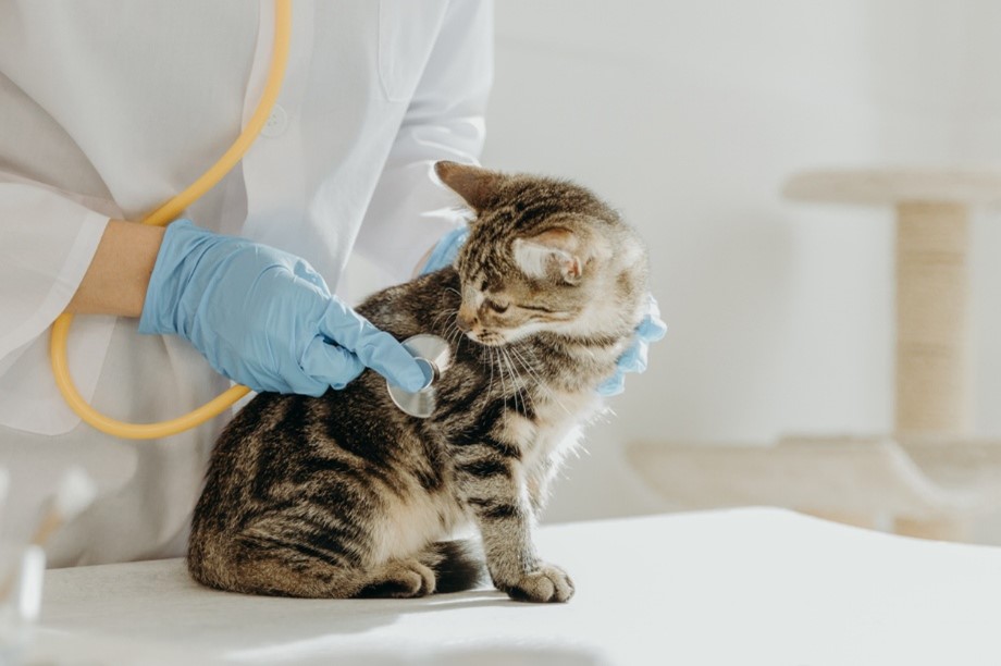 pet poison emergency, A person holding a stethoscope to a cat