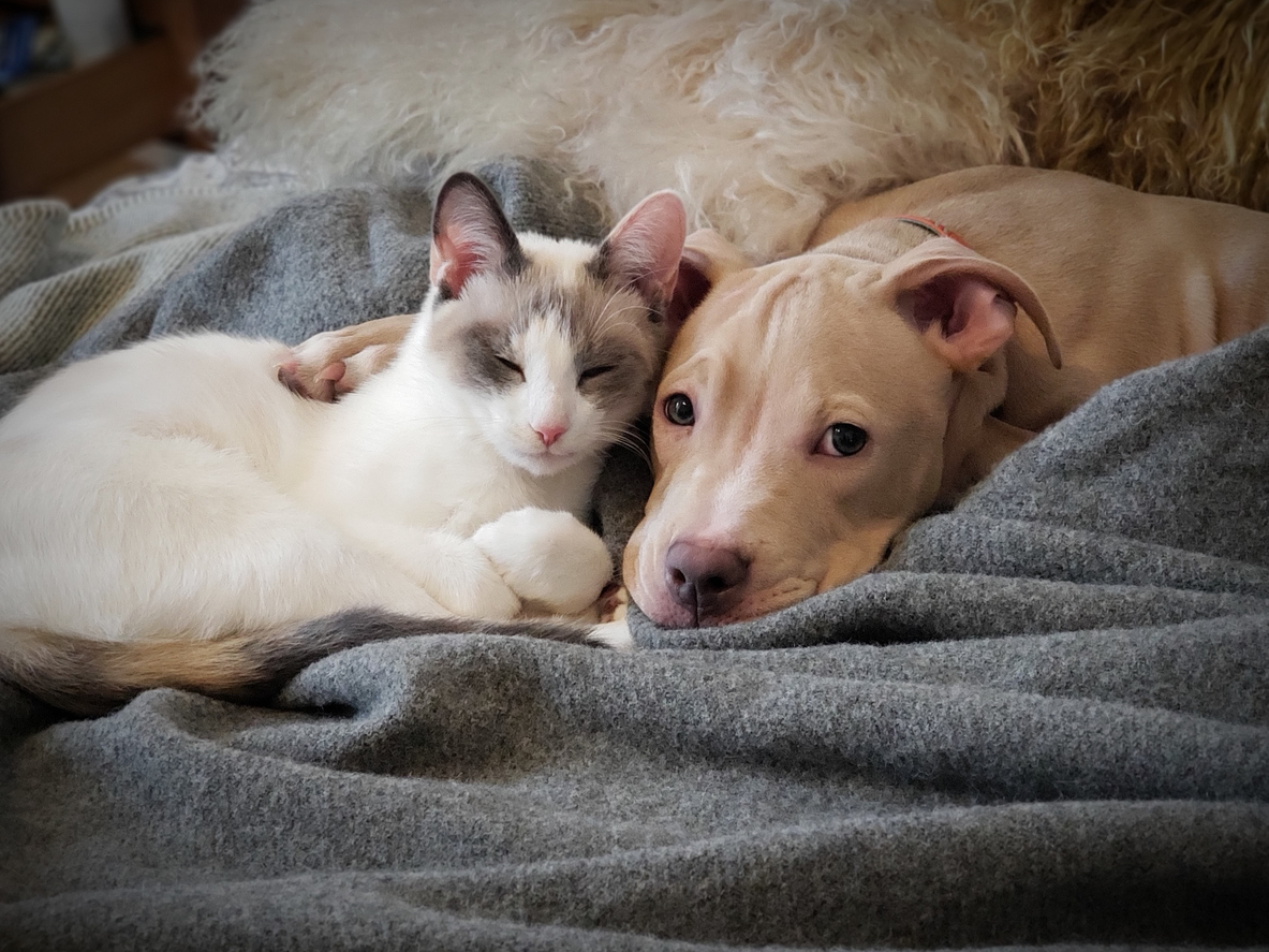 Pet Disaster Preparedness in Houston: How to Keep Your Pets Safe During Emergencies, A cat and a dog