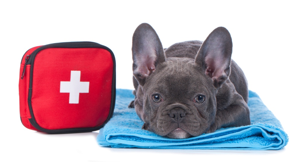 Pet disaster preparedness in Houston, A dog and a medical kit